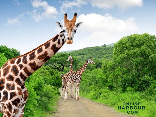 Fascinating Facts about Giraffes_Online Harbour Fascinating Facts about Giraffes_Online Harbour