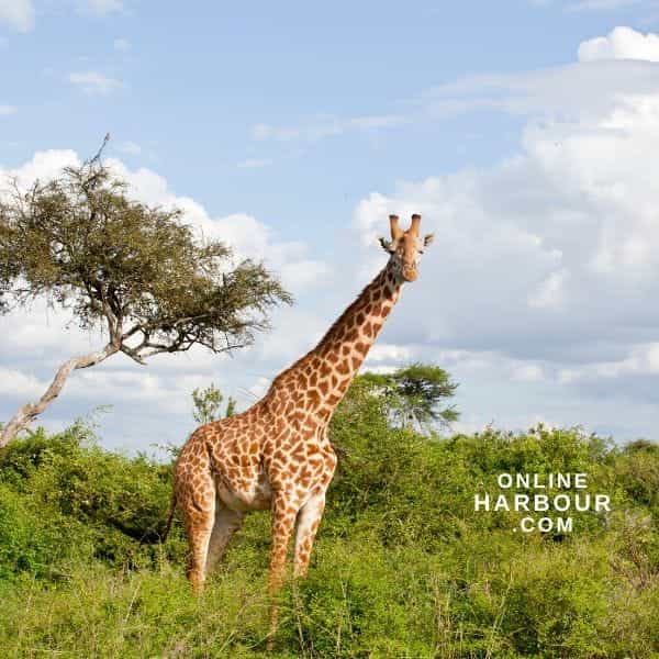 Giraffe Exploring Intriguing Insights Gentle Giants_OnlineHarbour Giraffe Exploring Intriguing Insights Gentle Giants_OnlineHarbour